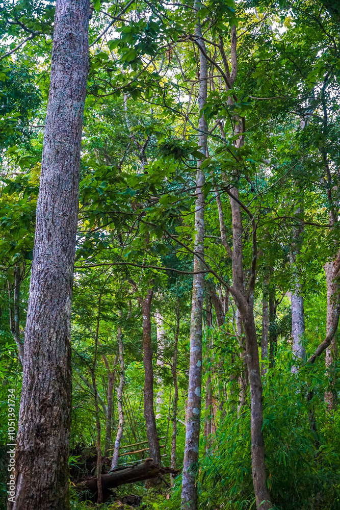 A dense forest with tall trees and abundant greenery. A dense forest with tall trees and abundant greenery.
