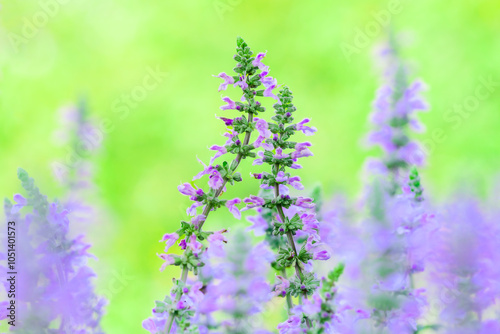 Macro Series : Salvia farinacea flower with natural background photo