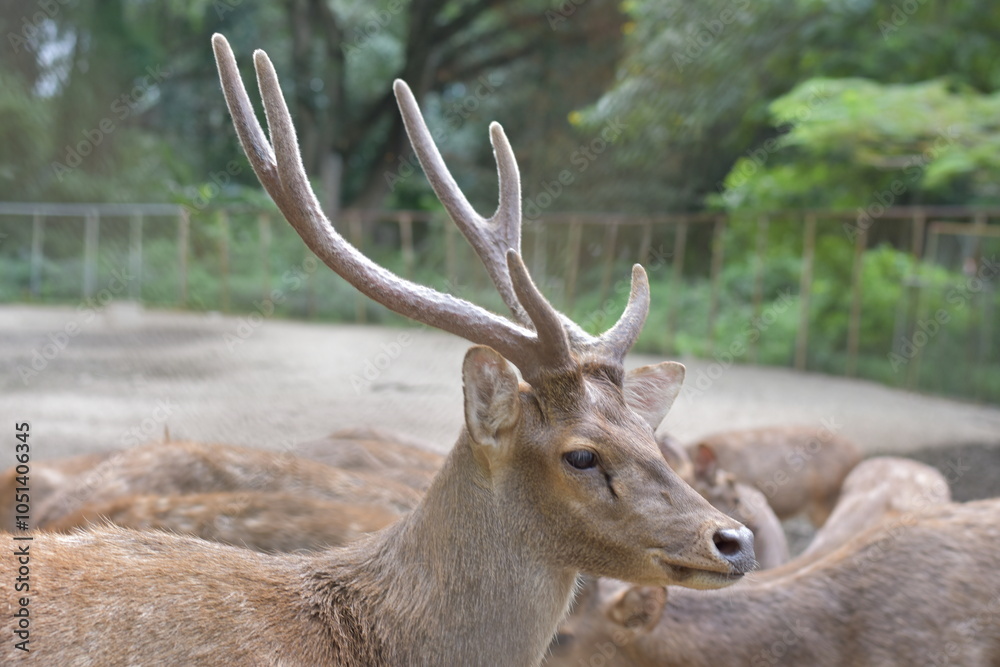Obraz premium raising deer