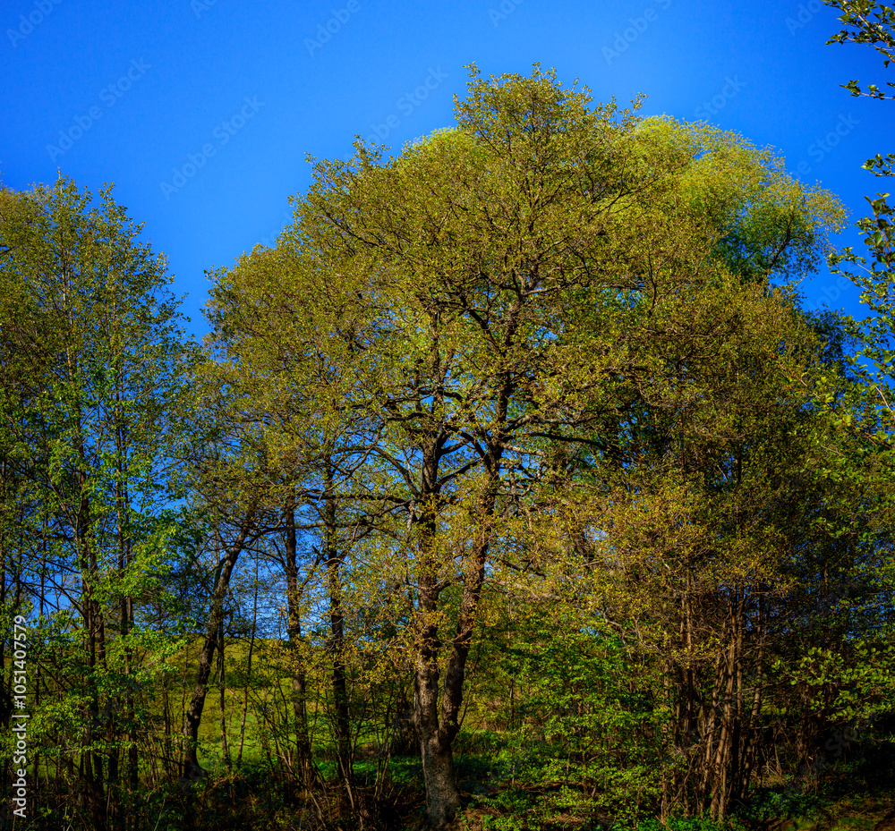Lonely tree with green leaves. in the park in summer. Scenery. Christmas tree. pine trees in the park. Green fields, meadows. Blue sky with clouds. Tui. Tree with needles. Natural landscape.Postcard. Lonely tree with green leaves. in the park in summer. Scenery. Christmas tree. pine trees in the park. Green fields, meadows. Blue sky with clouds. Tui. Tree with needles. Natural landscape.Postcard.