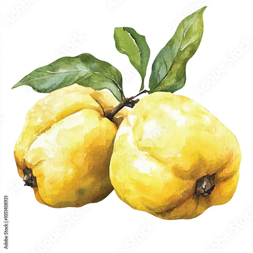 Quince fruit watercolor clipart illustration