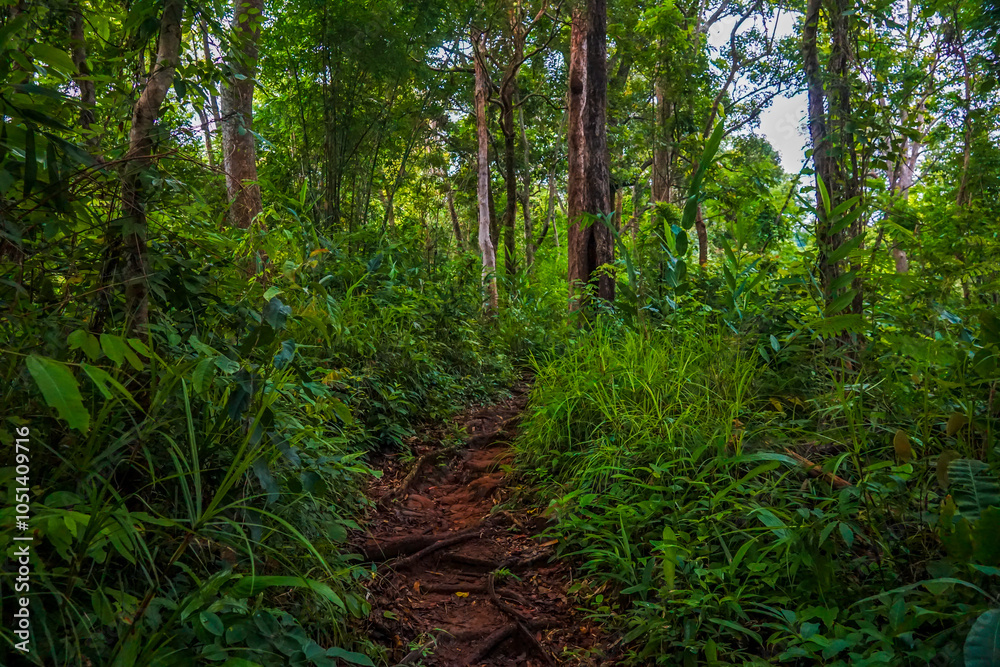 Obraz premium A view through lush green foliage in a dense forest.