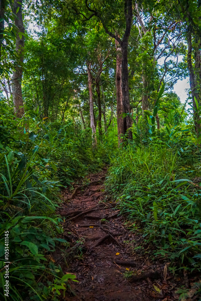 A view through lush green foliage in a dense forest. A view through lush green foliage in a dense forest.