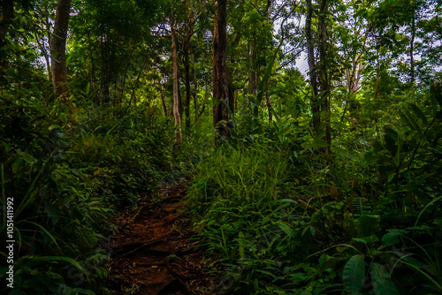 A forest trail surrounded by dense greenery.