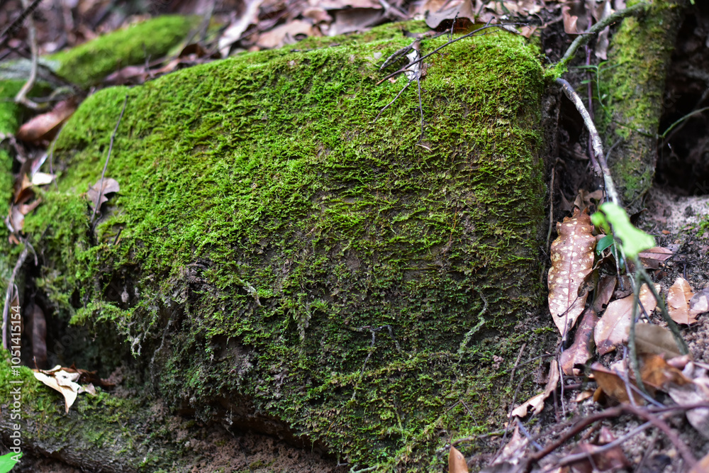 Fototapeta premium Ferns and mushrooms in the forest