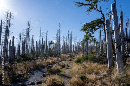 Waldsterben im Nationalpark Harz: Kahl und Öde photo