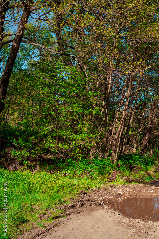 Landscape panorama of green forest and dirt road. The route is paved. Blue clouds in the sky. highway through the forest. Natural landscape.Postcard.For travel and nature trips. Landscape panorama of green forest and dirt road. The route is paved. Blue clouds in the sky. highway through the forest. Natural landscape.Postcard.For travel and nature trips.