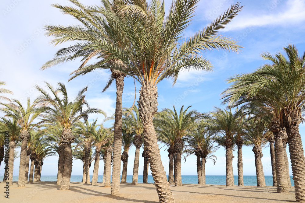 Palm trees on the beach on the Costa del Sol, Andalusia, Spain Palm trees on the beach on the Costa del Sol, Andalusia, Spain