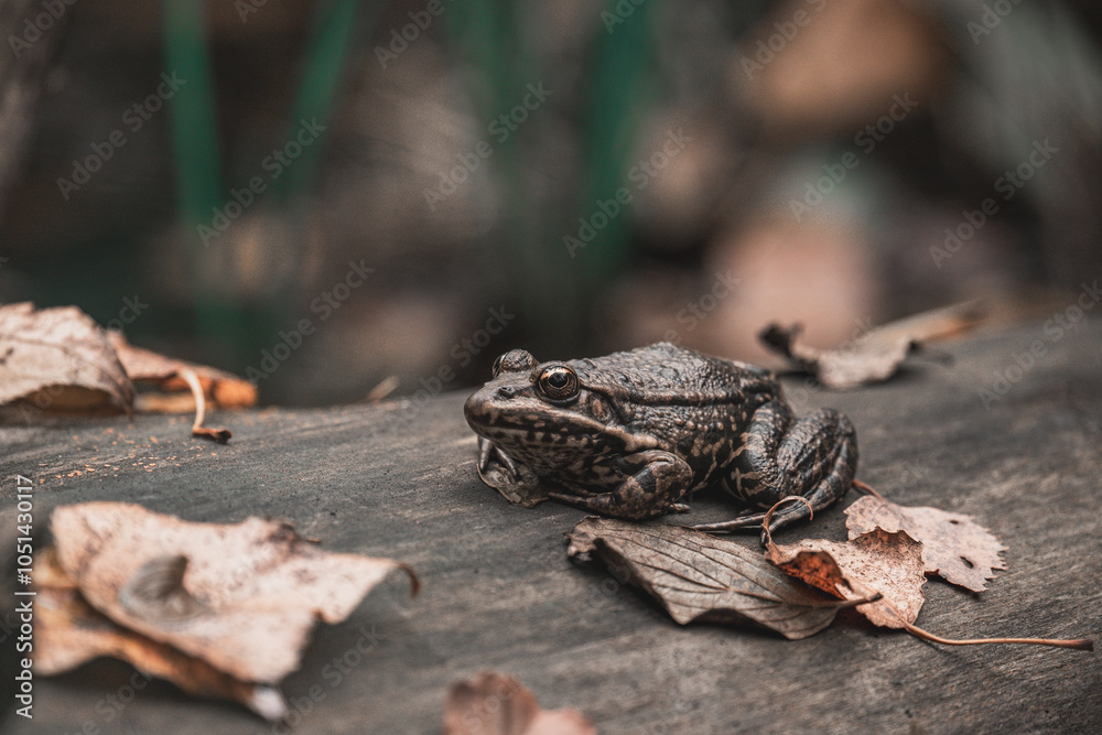 Fototapeta premium Grenouille sur un tronc de bois en automne