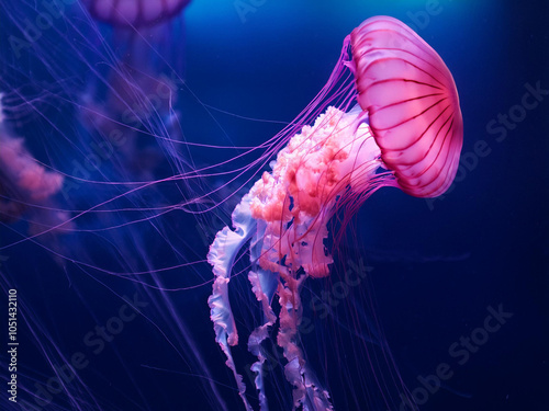 Natural background of pink jellyfish