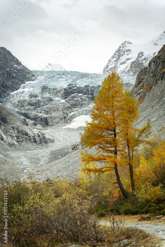 Forêt de mélèzes jaunes dans le Val Ferpècle dans les Alpes Suisse. au milieu des montagnes et des glaciers photo