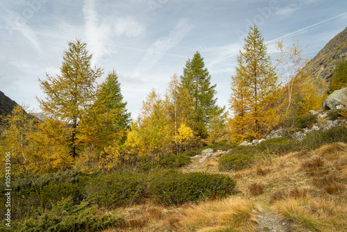 Forêt de mélèzes jaunes dans le Val Ferpècle dans les Alpes Suisse. au milieu des montagnes et des glaciers photo