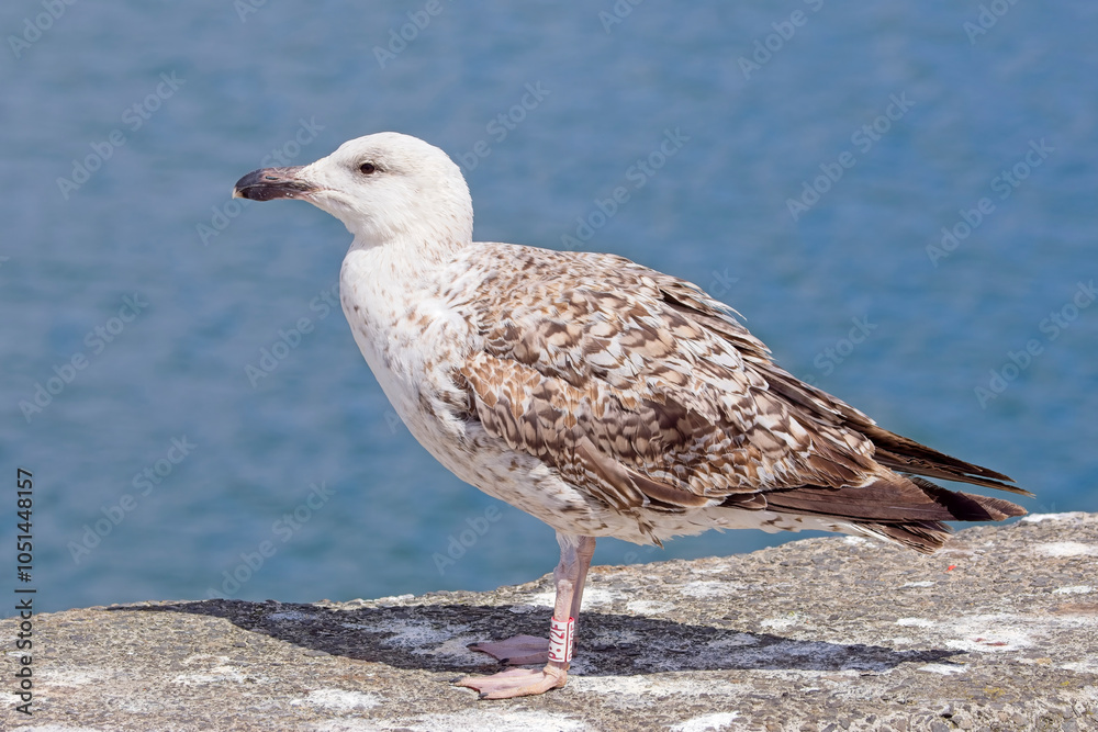 Great Black-backed Gull (Larus marinus) juvenile ringed, bred in Cornwall, Newlyn Harbour, Cornwall, UK. Great Black-backed Gull (Larus marinus) juvenile ringed, bred in Cornwall, Newlyn Harbour, Cornwall, UK.