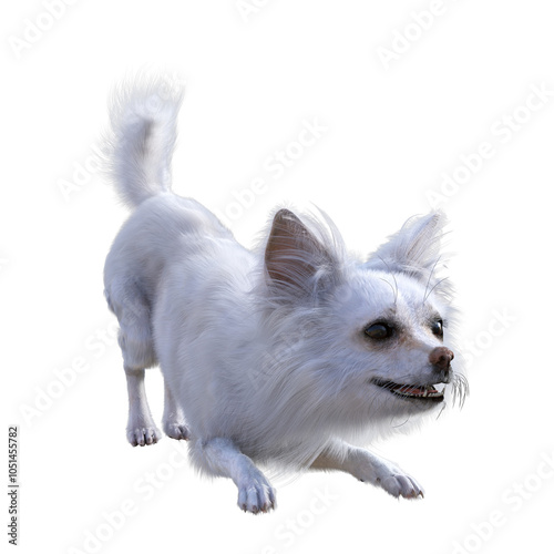 A white cute Chihuahua seen from the side, leaning on the forepaws and being excited. 3D illustration on transparent background. 