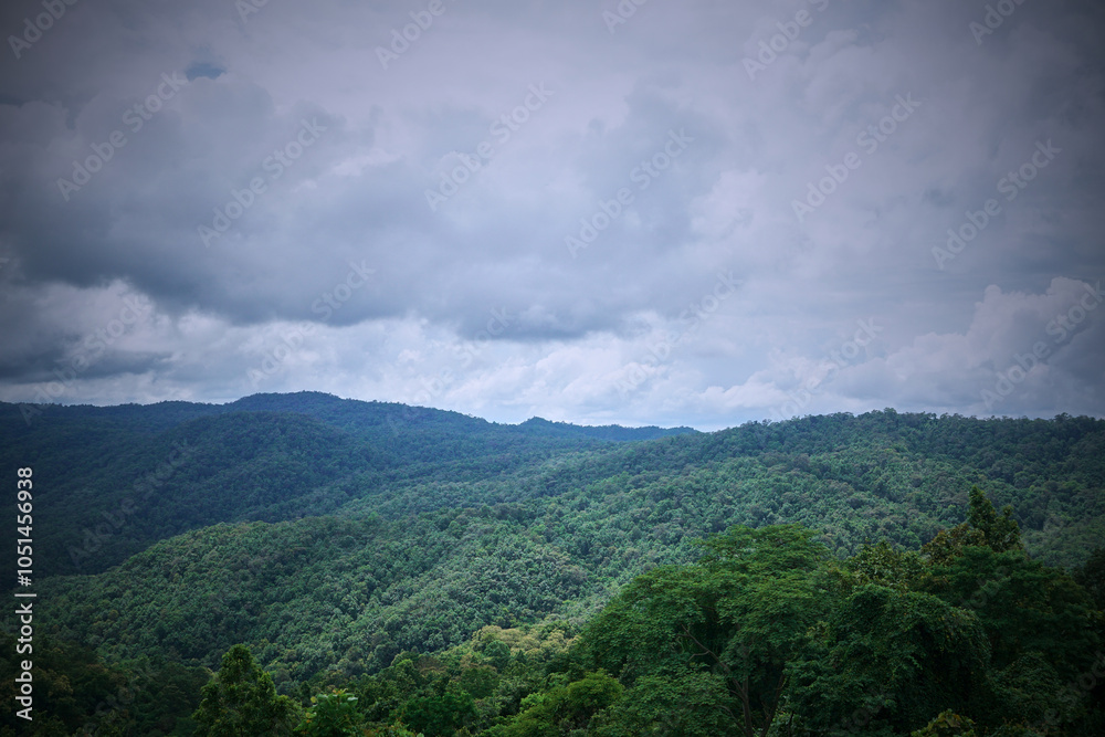 Fototapeta premium Majestic view of lush green mountains framed by tall trees under a cloudy sky.