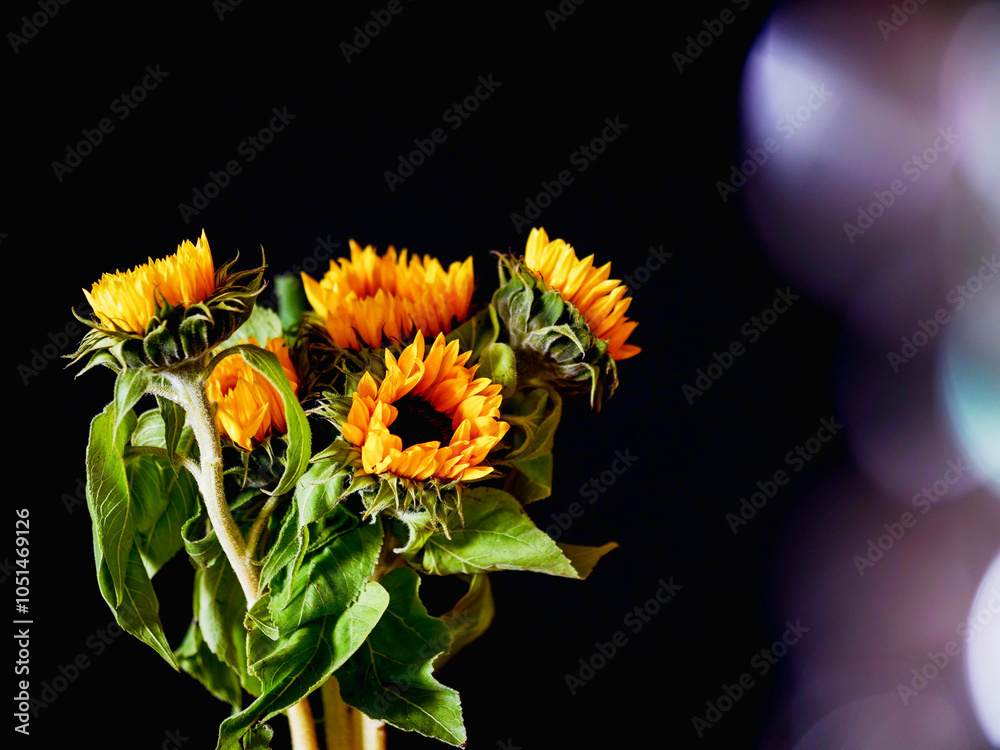 Fototapeta premium Sunflowers bouquet on dark background. Sun flare special effect. Beauty of nature concept. Still life.