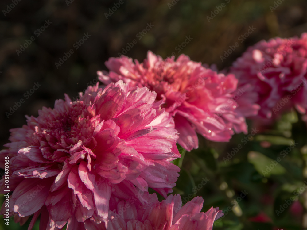 A bush of red chrysanthemums outside