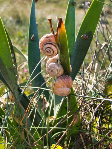 Busy grass leaf with three empty snail shells on it