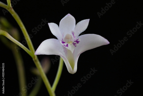 Dendrobium kingianum semi-alba orchid flower.