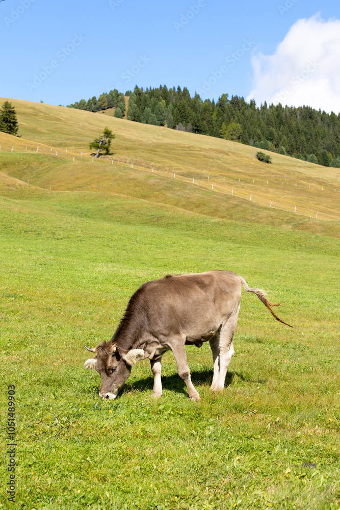 Cow eating grass on a green pasture Cow eating grass on a green pasture