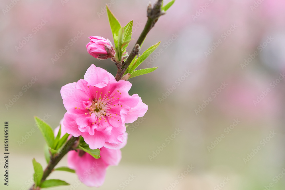 Obraz premium ふんわりした背景の桃の花（ハナモモ）のクローズアップ