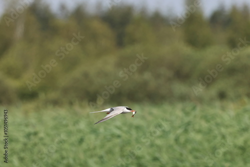 Common tern Federsee Baden Wuerttemberg photo