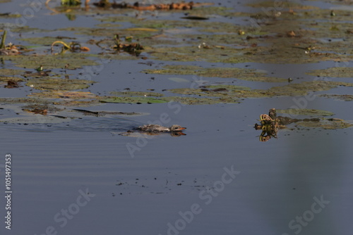 Common tern Federsee Baden Wuerttemberg photo