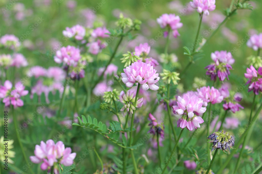 Fototapeta premium Flowering of the multi-colored bobwhite ,coronilla blossom (lat. Securigera varia). Abkhazia