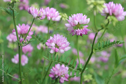 Flowering of the multi-colored bobwhite ,coronilla blossom (lat. Securigera varia).  Abkhazia