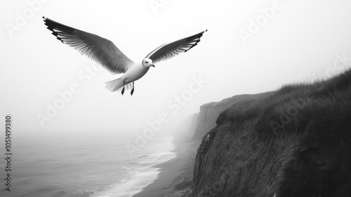 A single seagull flies past a cliff on a foggy day. photo