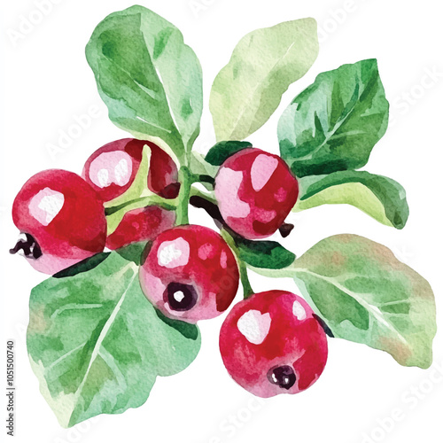 Salal berry fruit watercolor clipart illustration