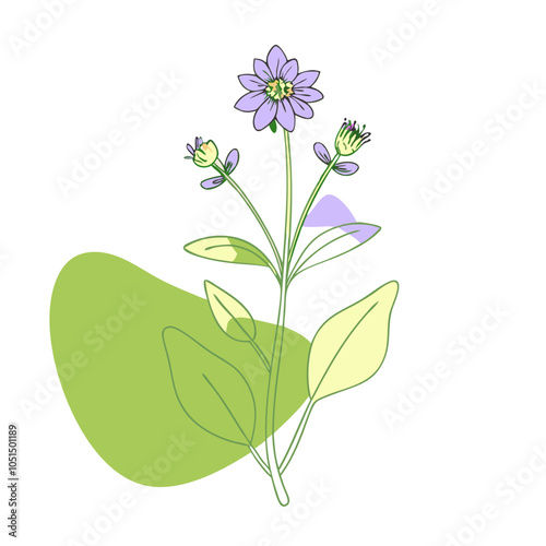 Colorful spring costmary herb illustrated with soft blobs, transparent background  photo