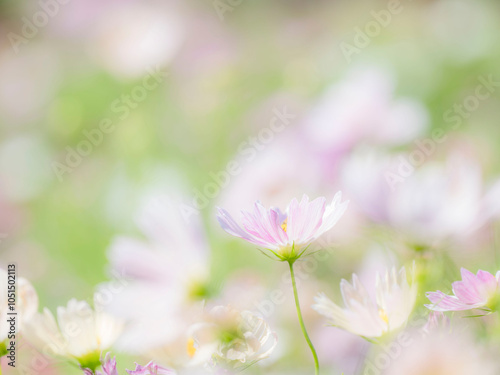 秋の公園や花壇を彩るコスモスのある風景。背景。自然風景素材。