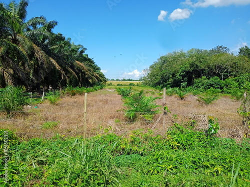  young palm oil trees in a  plantation in Malaysia
