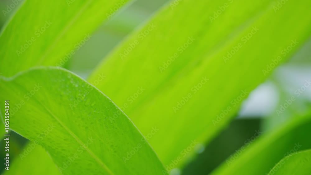 Green leaf with rain drop water nature in forest, natural growth plant wet dew foliage, calm environment ecosystem background. Green leaf with rain drop water nature in forest, natural growth plant wet dew foliage, calm environment ecosystem background.