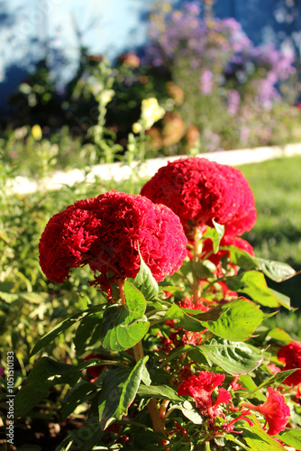 Red flowers of Celosia crestata 
(lat. Celosia), cockscomb. Photo taken in Abkhazi