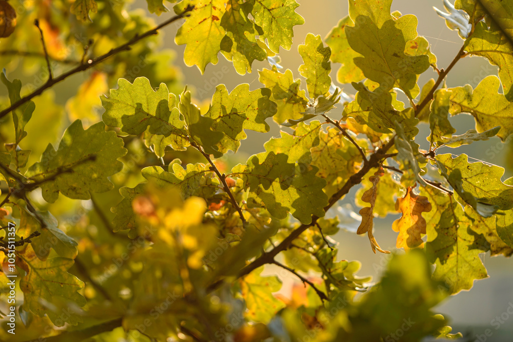 autumn leaves on the tree autumn leaves on the tree