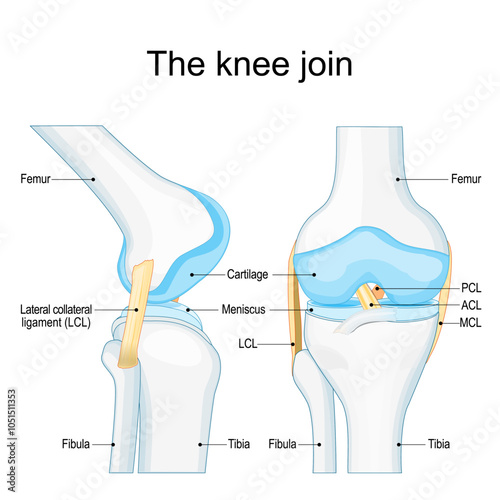 Knee joint anatomy