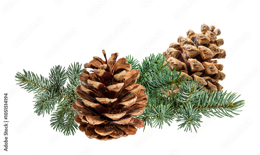 Fotografie Brown pine cone on white background with clipping pass
