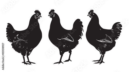 Chickens silhouette isolated in White background