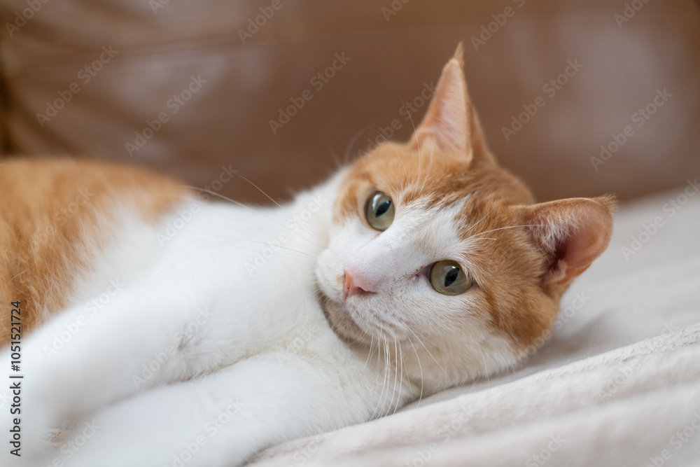 Obraz premium 毛布の上でくつろぐ可愛い猫 茶トラ白