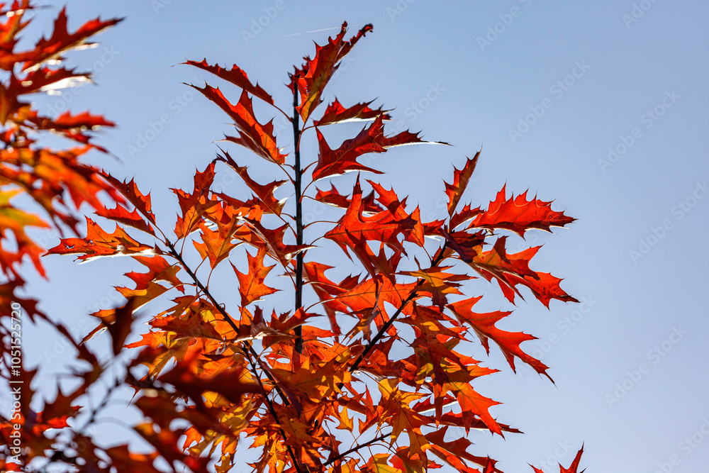 autumn leaves in the park autumn leaves in the park