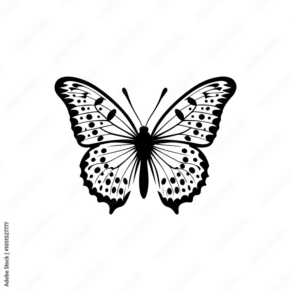 Comma Butterfly Comma Butterfly