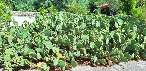 Green opuntia cactus grows along the fence near the house. Panorama. photo