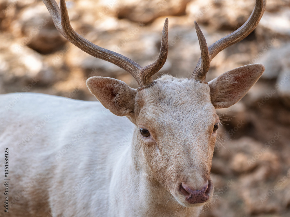 Fototapeta premium cute deer at the zoo
