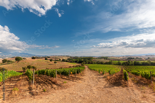 Wallpaper Mural View of Tuscany vineyards on a sunny day. Torontodigital.ca