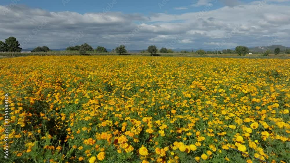 DRONE : DOLY IN SHOT OF CEMPASUCHIL FLOWERS FIELDS IN COPANARO MICHOACAN ON A SUNNY DAY DRONE : DOLY IN SHOT OF CEMPASUCHIL FLOWERS FIELDS IN COPANARO MICHOACAN ON A SUNNY DAY