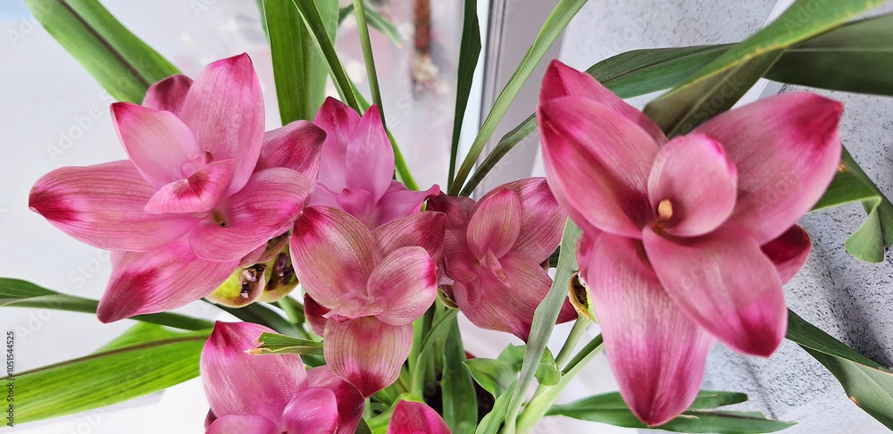 Obraz premium Top view of curcuma bush with pink flowers. Panorama.