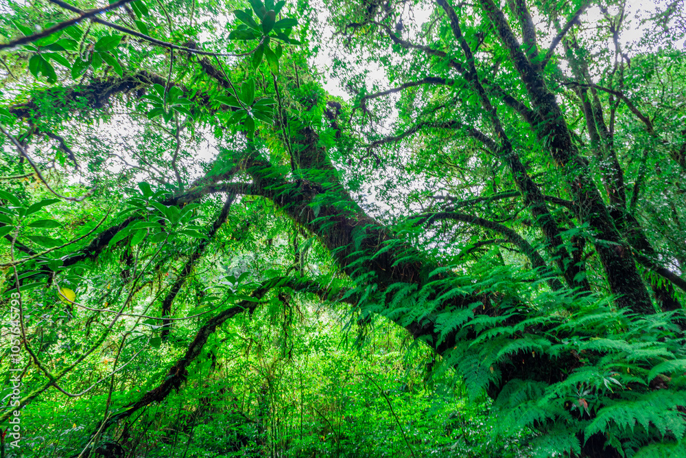 Fototapeta premium natural background of many species of plants that are laid out in the park, for the propagation of the species and to provide shade for those who stop by while traveling to study the ecology.