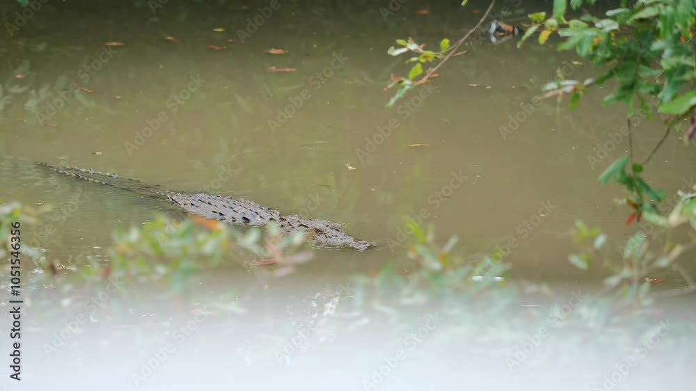 a crocodile swims silently in a pond a crocodile swims silently in a pond